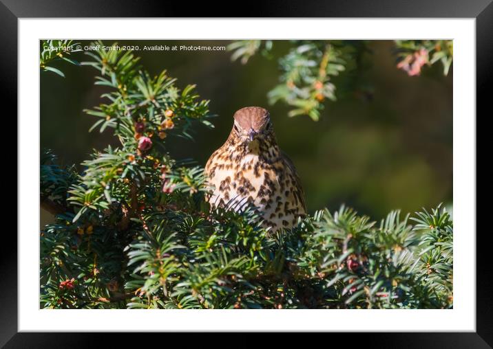 Song Thrush in Winter Framed Mounted Print by Geoff Smith