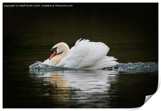 Swan on a Mission Print by Geoff Smith