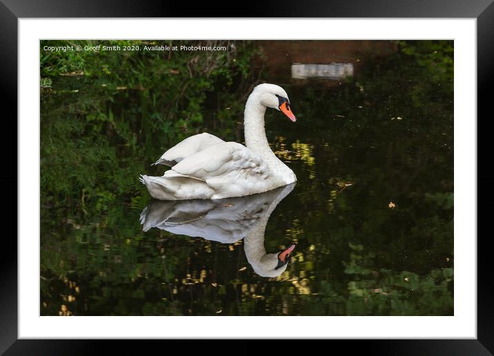 Swan Reflecting in Water Framed Mounted Print by Geoff Smith