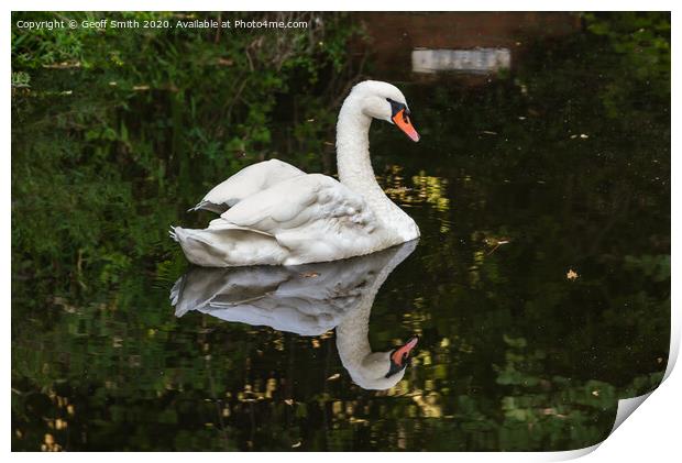 Swan Reflecting in Water Print by Geoff Smith