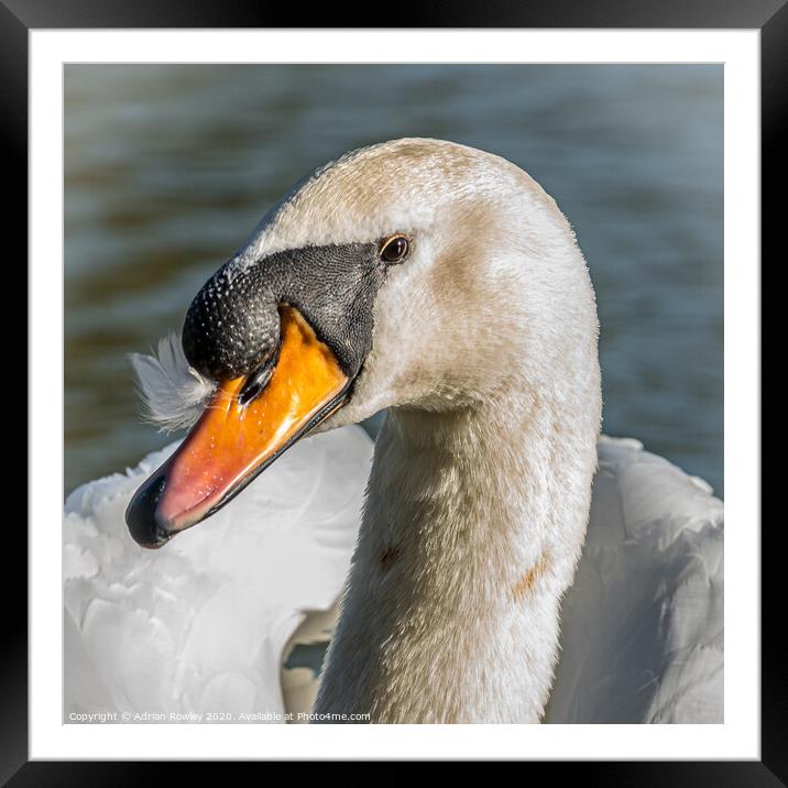 A Mute Swan portrait Framed Mounted Print by Adrian Rowley