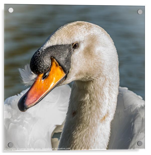 A Mute Swan portrait Acrylic by Adrian Rowley
