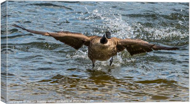 Canada Goose on take off Canvas Print by Adrian Rowley