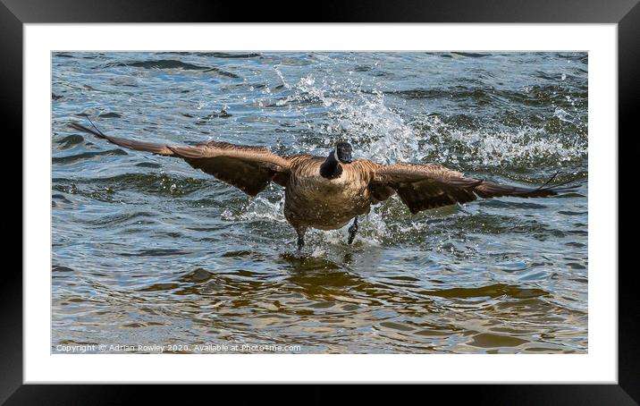 Canada Goose on take off Framed Mounted Print by Adrian Rowley