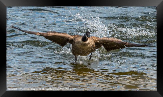 Canada Goose on take off Framed Print by Adrian Rowley