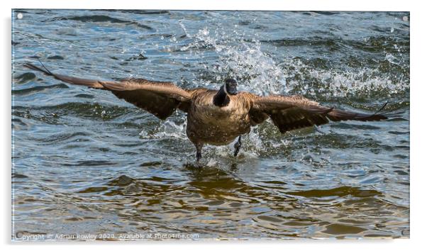 Canada Goose on take off Acrylic by Adrian Rowley