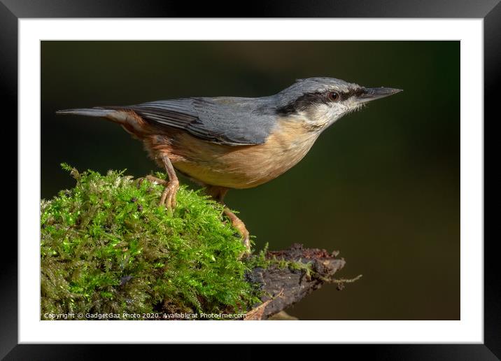Nuthatch portrait Framed Mounted Print by GadgetGaz Photo