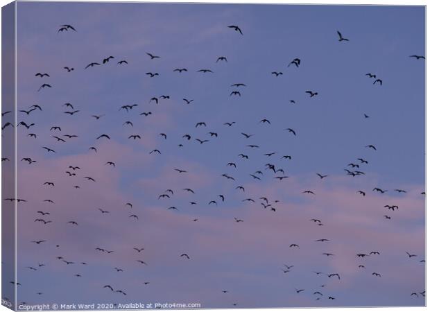 Lapwing Flock in Flight Canvas Print by Mark Ward