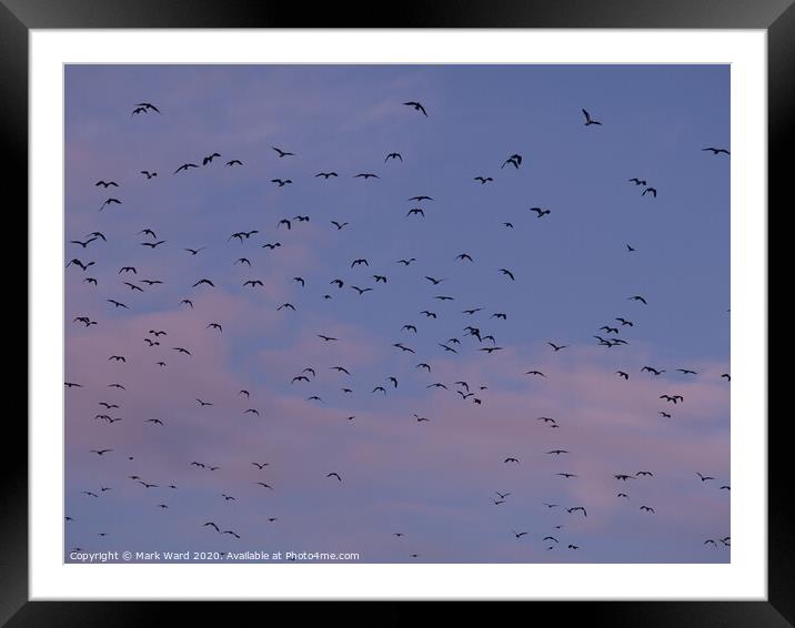Lapwing Flock in Flight Framed Mounted Print by Mark Ward