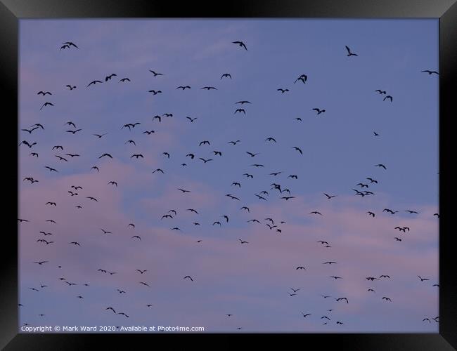 Lapwing Flock in Flight Framed Print by Mark Ward