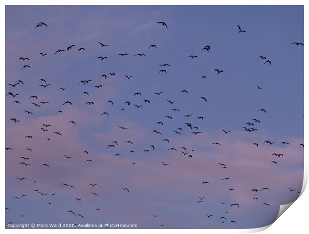 Lapwing Flock in Flight Print by Mark Ward