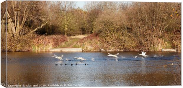 Mute Swans Taking off Canvas Print by Allan Bell