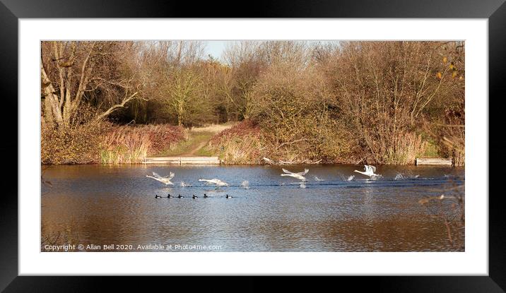 Mute Swans Taking off Framed Mounted Print by Allan Bell