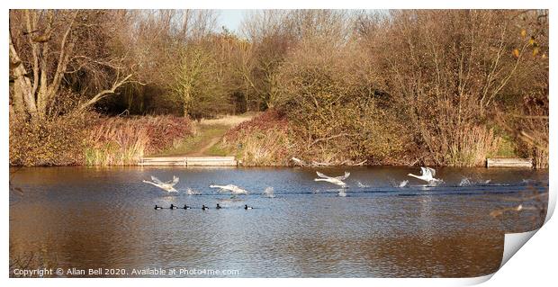Mute Swans Taking off Print by Allan Bell