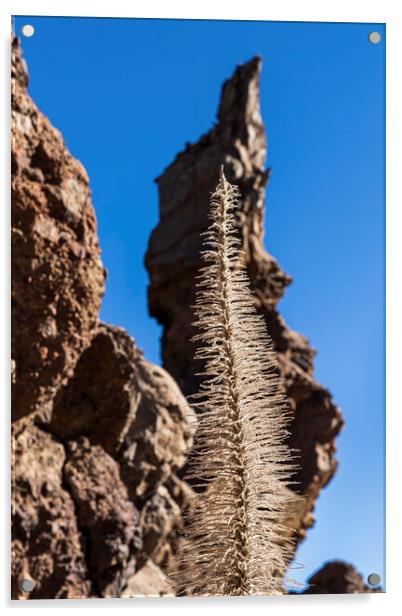 Tajinaste flower skeleton and volcanic rocks, Tenerife Acrylic by Phil Crean