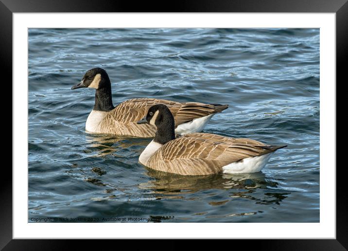 Two Canada Geese swimming together on a lake. Framed Mounted Print by Nick Jenkins