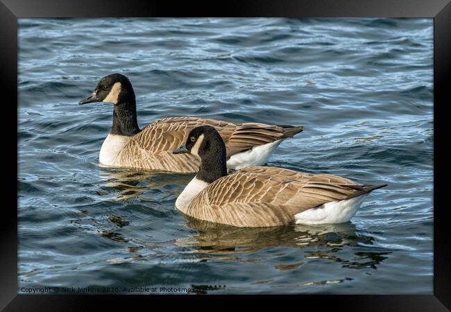 Two Canada Geese swimming together on a lake. Framed Print by Nick Jenkins