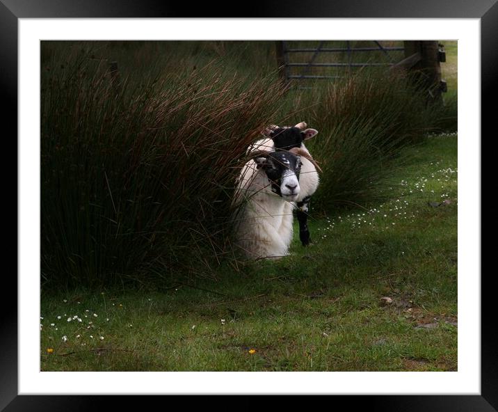 Black-faced Ewe and lamb Framed Mounted Print by Ian Turnell