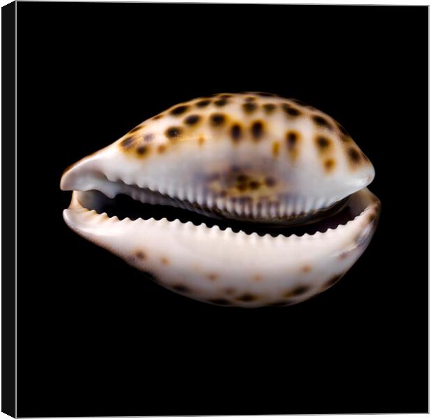 Cowrie (or Cowry) sea shell Canvas Print by Jim Hughes