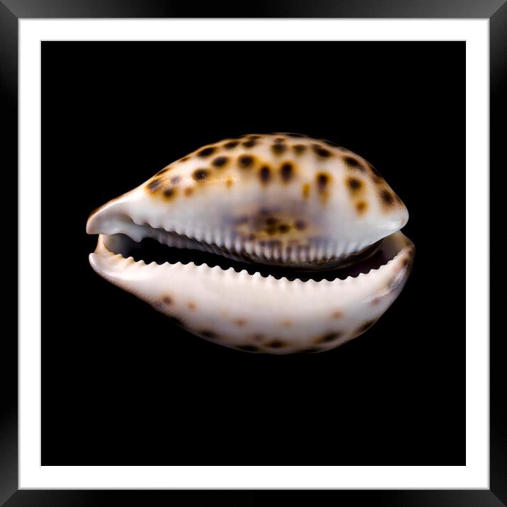 Cowrie (or Cowry) sea shell Framed Mounted Print by Jim Hughes