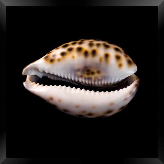 Cowrie (or Cowry) sea shell Framed Print by Jim Hughes