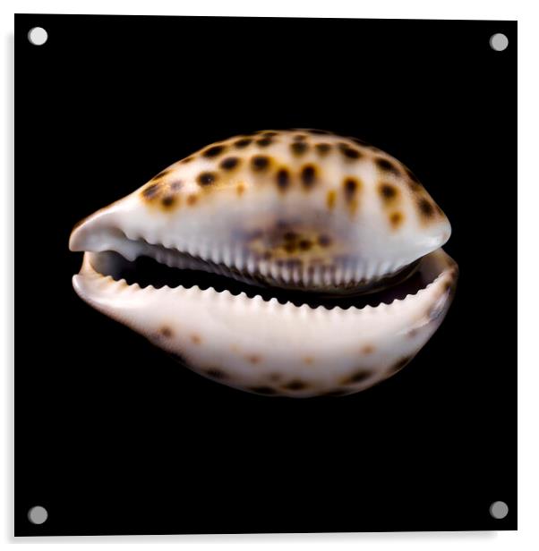 Cowrie (or Cowry) sea shell Acrylic by Jim Hughes
