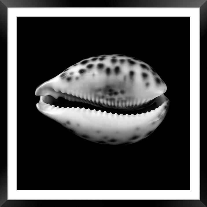 Cowry  shell  Framed Mounted Print by Jim Hughes