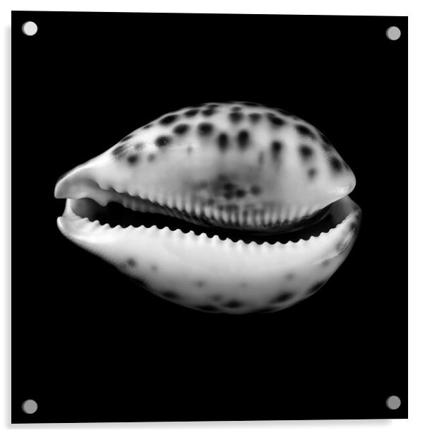 Cowry  shell  Acrylic by Jim Hughes
