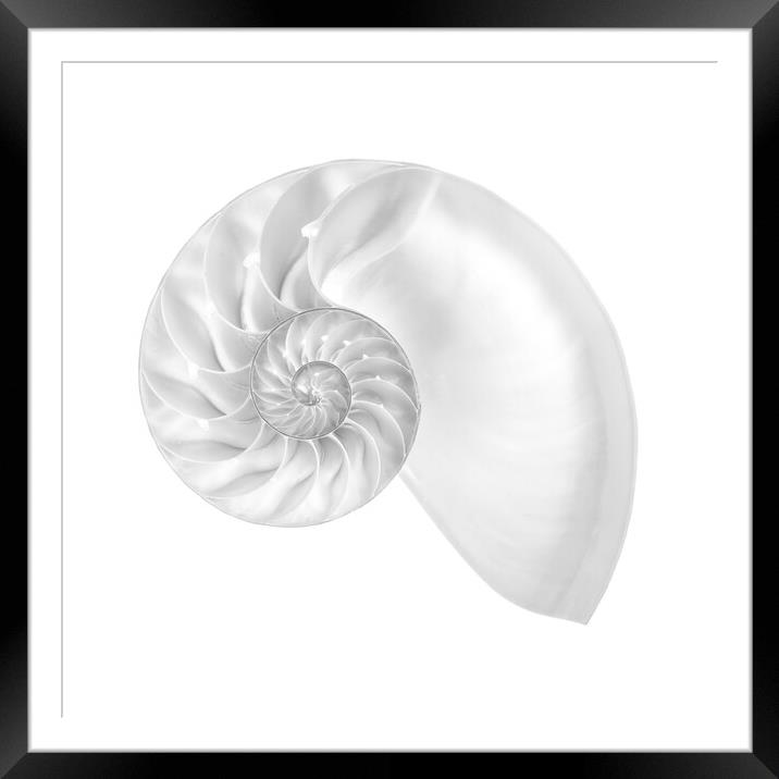 Nautilus shell Framed Mounted Print by Jim Hughes
