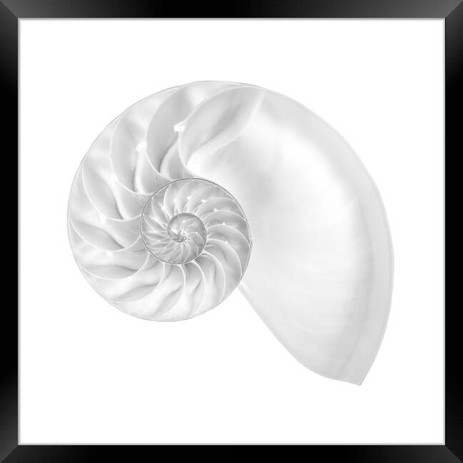 Nautilus shell Framed Print by Jim Hughes