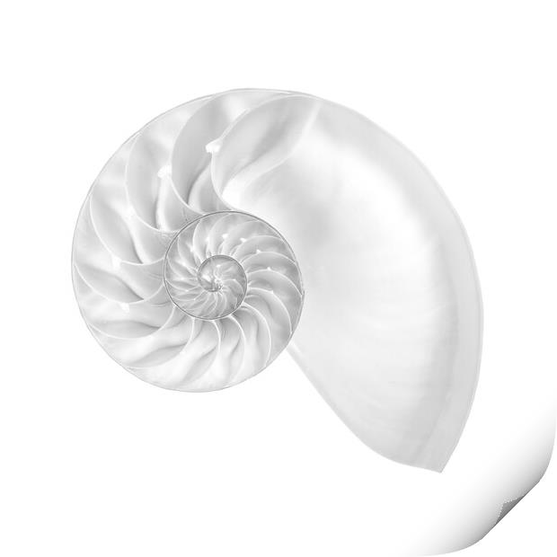Nautilus shell Print by Jim Hughes