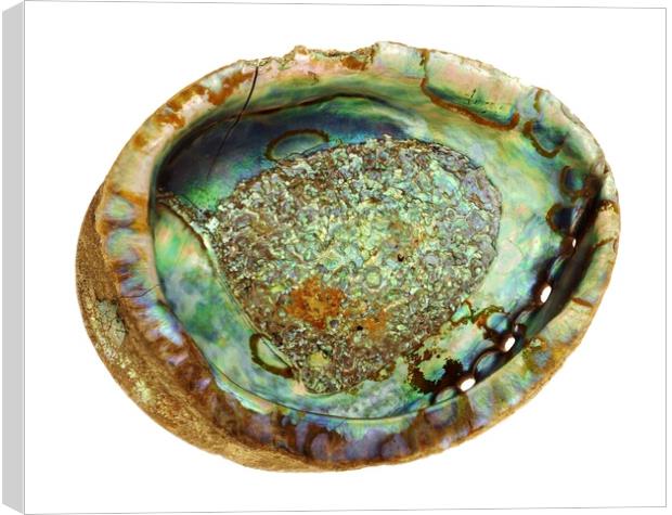 abalone seashell Canvas Print by Jim Hughes