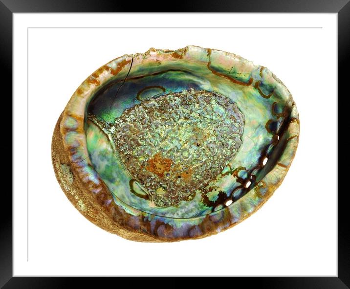 abalone seashell Framed Mounted Print by Jim Hughes