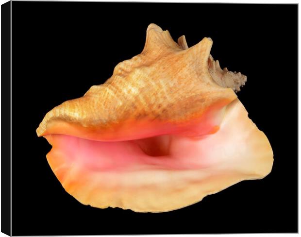 pink Queen Conch sea shell Canvas Print by Jim Hughes
