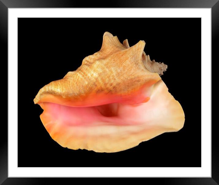 pink Queen Conch sea shell Framed Mounted Print by Jim Hughes