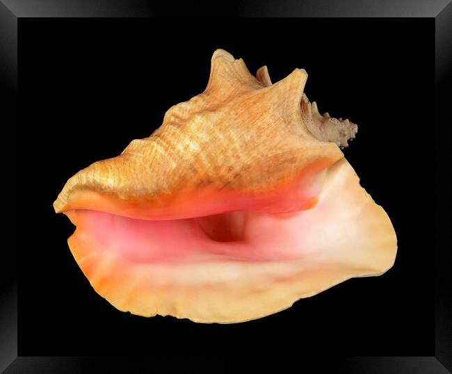 pink Queen Conch sea shell Framed Print by Jim Hughes