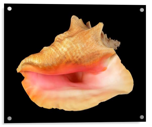 pink Queen Conch sea shell Acrylic by Jim Hughes