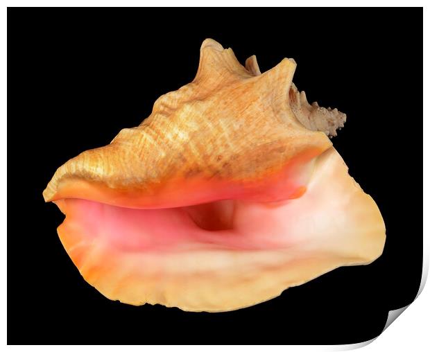 pink Queen Conch sea shell Print by Jim Hughes