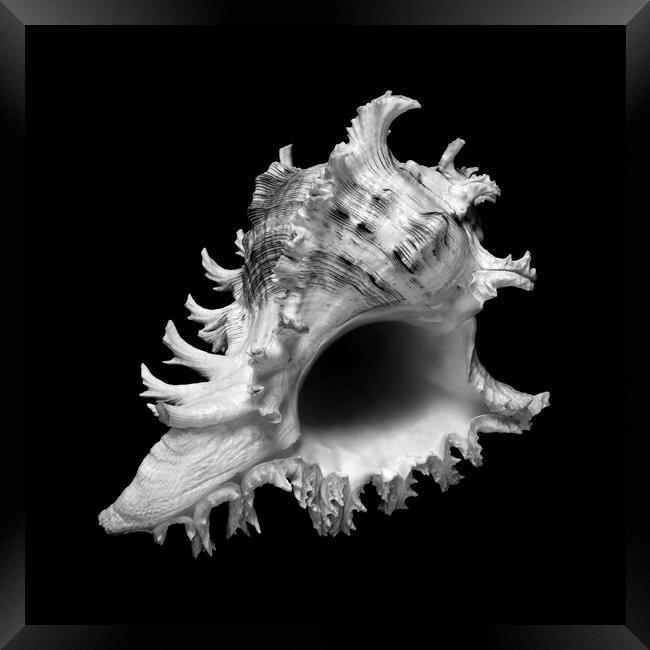 sea shell: ramose or branched murex Framed Print by Jim Hughes
