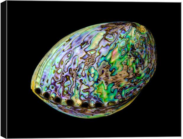 Abalone shell Canvas Print by Jim Hughes