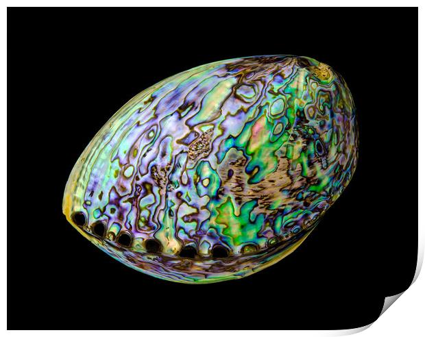 Abalone shell Print by Jim Hughes