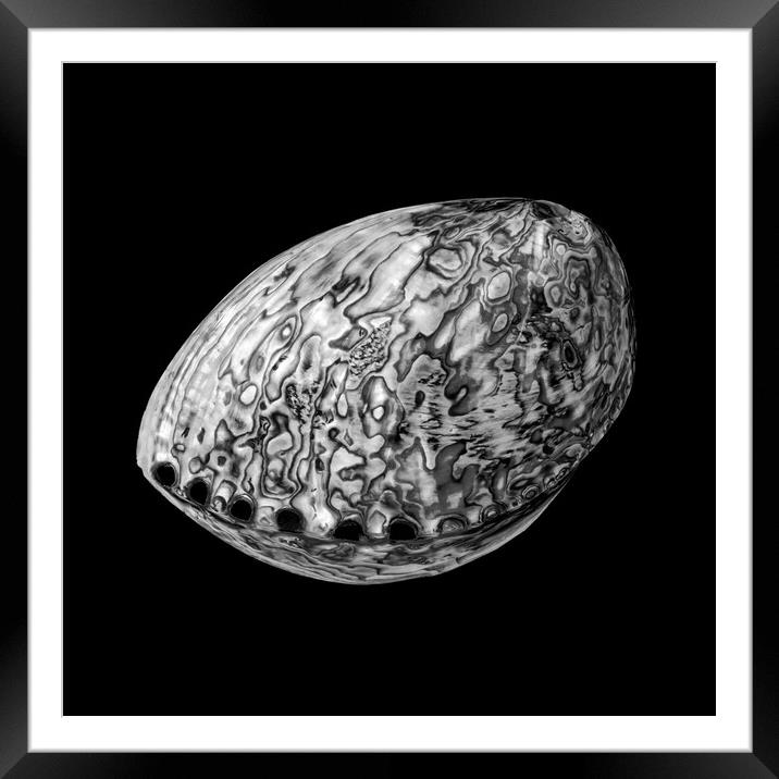Abalone shell Framed Mounted Print by Jim Hughes