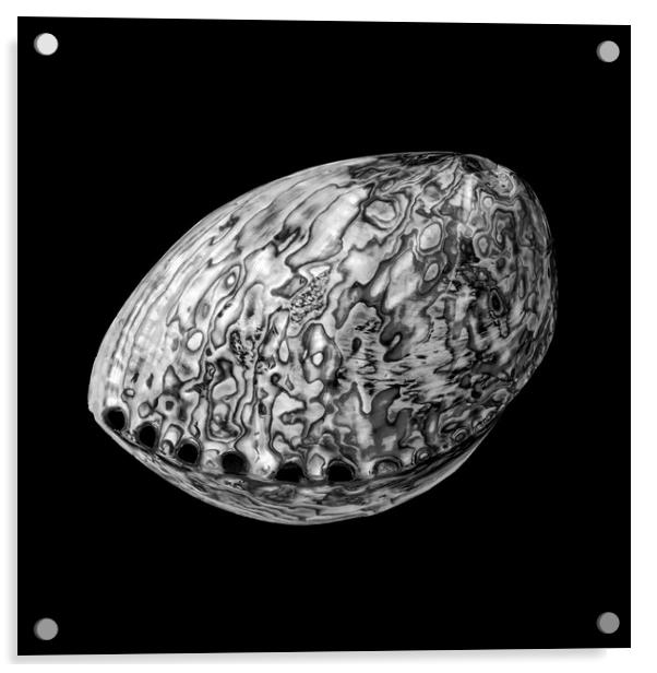 Abalone shell Acrylic by Jim Hughes