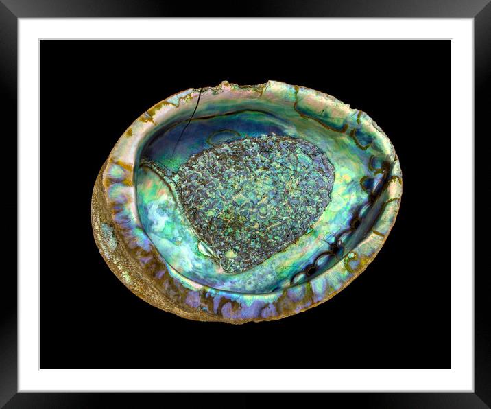 abalone seashell Framed Mounted Print by Jim Hughes