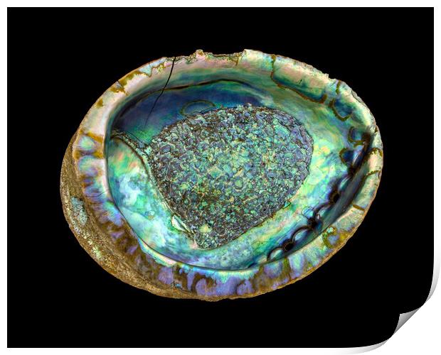 abalone seashell Print by Jim Hughes