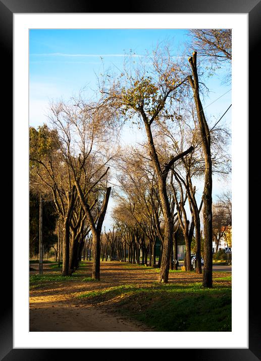 Spot with trees next to the rod fron Carmona to Brenes -Seville Framed Mounted Print by Jose Manuel Espigares Garc