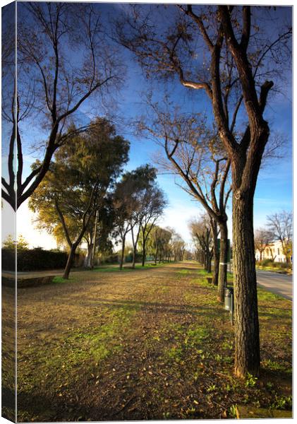 Spot with trees next to the rod fron Carmona to Brenes -Seville Canvas Print by Jose Manuel Espigares Garc