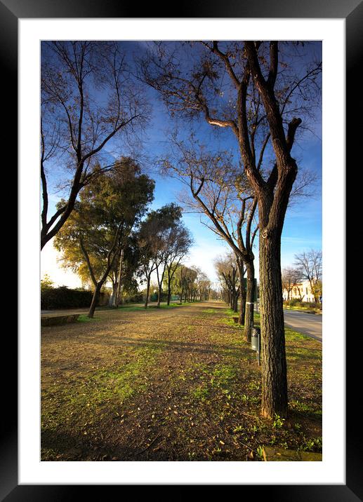 Spot with trees next to the rod fron Carmona to Brenes -Seville Framed Mounted Print by Jose Manuel Espigares Garc