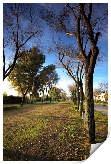 Spot with trees next to the rod fron Carmona to Brenes -Seville Print by Jose Manuel Espigares Garc