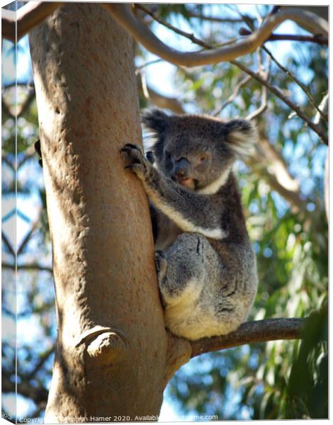 Koala up a Eucalyptus Tree Canvas Print by Stephen Hamer